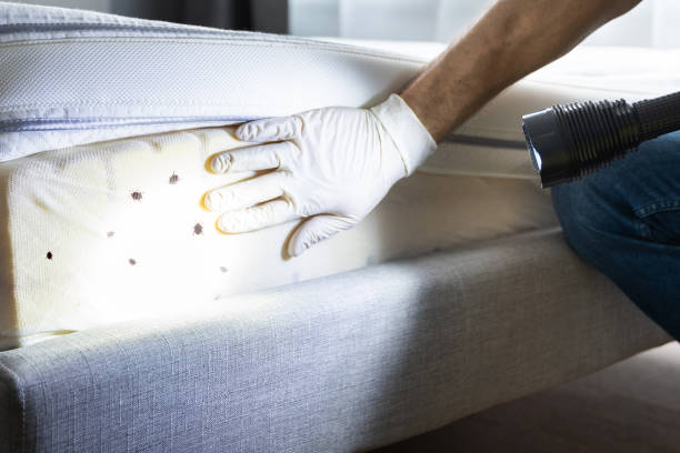 Wasp Removal Services in Menlo Park Terrace, NJ