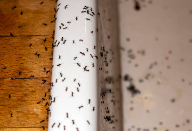 Best Commercial Pest Control Services  in Menlo Park Terrace, NJ