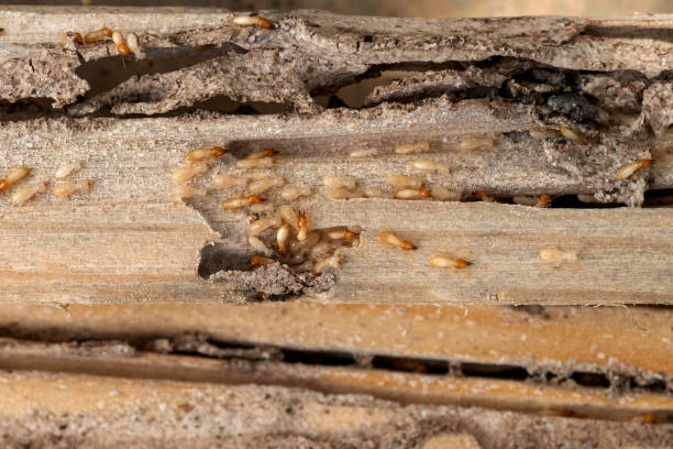 Best Bed Bug Extermination  in Menlo Park Terrace, NJ